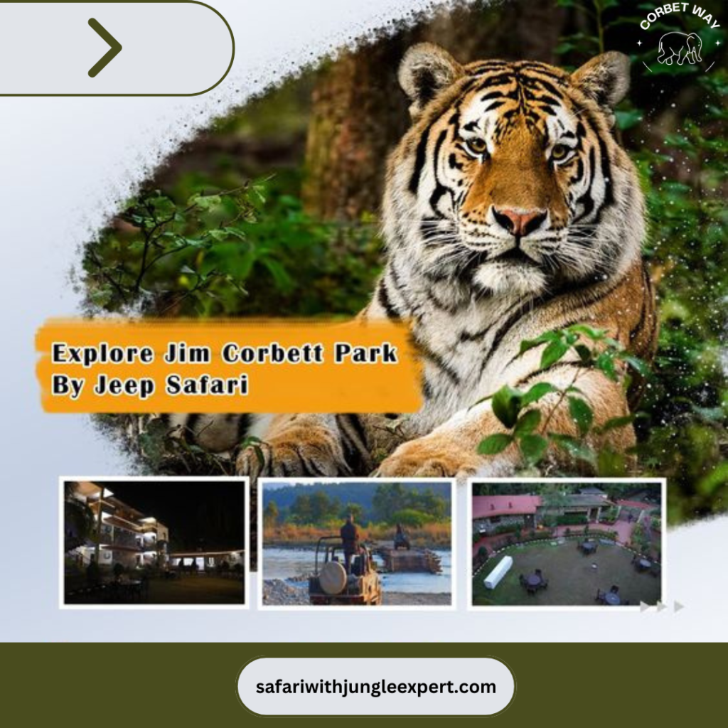 Family-Friendly Activities in Corbett National Park Safari with Jungle Expert