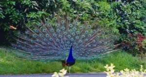 Bird Watching Best Visit Jim Corbett National Park, India Monsoon Travel to Safari with Jungle Expert Ramnagar Nainital Uttarakhand