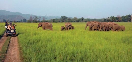 Best Visit Jim Corbett National Park, India Monsoon Travel to Safari with Jungle Expert Ramnagar Nainital Uttarakhand 