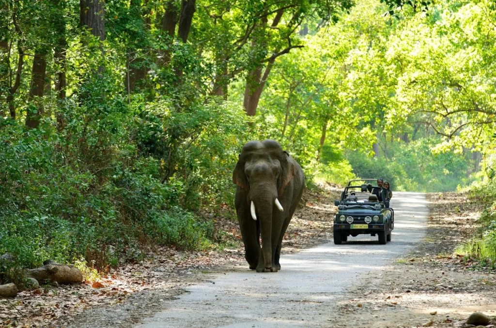 A Jim Corbett National Park Workation Tour