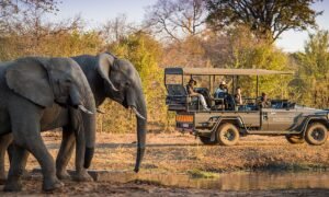 Safari Adventures: Best Visit Jim Corbett National Park, India Monsoon Travel to Safari with Jungle Expert Ramnagar Nainital Uttarakhand